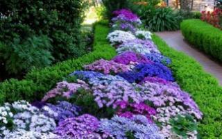Названия растений с синими цветками: описания и фото Цветок с синими и голубыми цветами сканворд
