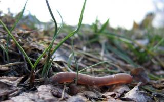 Дождевые черви польза или вред для растений?